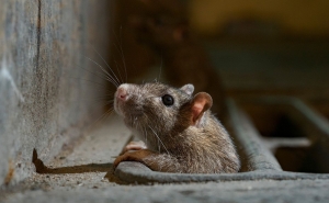 Ratos, baratas e pombos «assombram» população de Évora