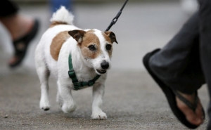 Projetos do PAN e Chega sobre bem-estar animal aprovados na generalidade