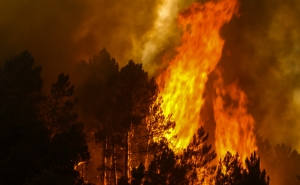 Incêndios: Mais de 130 concelhos do interior Norte e Centro e Algarve em risco máximo