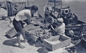 Alar da rede é novidade na recriação da descarga da sardinha do Museu de Portimão este ano