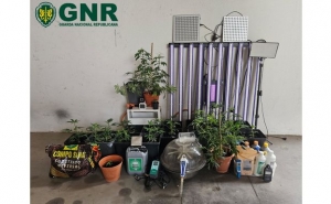 Tavira – Desmantelamento de estufa de canábis