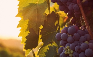 «HISTÓRIAS E SABORES» ARRANCA COM VISITA TEMÁTICA E PROVA DE VINHOS EM QUARTEIRA