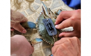 UAlg e CCMAR aposta na marcação de caranguejos azuis para desvendar os seus segredos