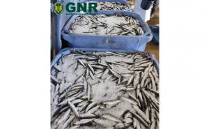 Portimão – Apreensão de mais de uma tonelada de sardinha 