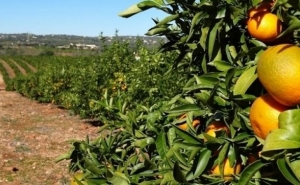 Combustíveis e importações reduzem expetativas de citricultores algarvios 