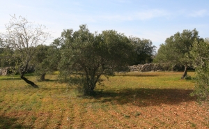 SÃO BRÁS DE ALPORTEL INTEGRA PROJETO REGIONAL PARA  A VALORIZAÇÃO DO POMAR TRADICIONAL DE SEQUEIRO