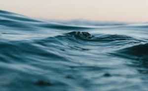 CCMAR e Fórum Oceano assinalam o Dia Nacional da Sustentabilidade