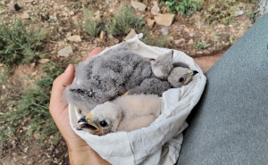 Projeto LIFE SOS Pygargus vai unir conservacionistas, cientistas e agricultores para salvar a águia-caçadeira da extinção 