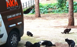 «Vila dos Gatos»: Projeto da ARA luta contra a sobrepopulação felina e precisa da ajuda da comunidade