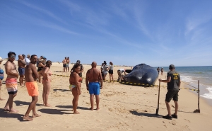 Cachalote de 14 toneladas arrojou na Ilha da Armona em Olhão