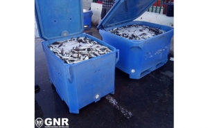 Quarteira – Apreensão de cerca de 900 quilos de pescado por fuga à lota
