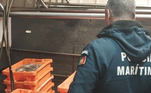 Polícia Marítima apreende 430kg de tamboril no porto de Pesca do Arade em Lagoa