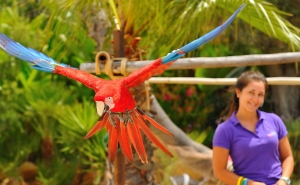 Zoomarine volta a trazer magia e diversão com reabertura do parque