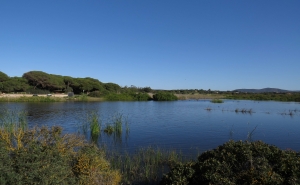 CÂMARA DE LOULÉ CRIA RESERVA NATURAL LOCAL DA FOZ DO ALMARGEM E DO TRAFAL EM QUARTEIRA