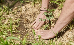 Infralobo e Vale do Lobo promovem plantação de árvores em área ardida durante os incêndios do verão de 2022