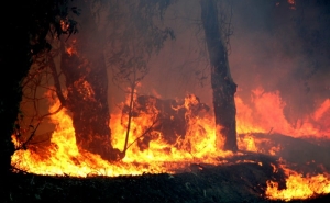 Incêndios: Nove concelhos de Faro, Portalegre e Santarém em risco máximo de incêndio