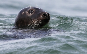 Zoomarine: Morreu a foca-cinzenta Selkie, encontrada com lixo humano no estômago