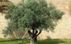 Dia Mundial da Oliveira é assinalado em 32 municípios de norte a sul de Portugal