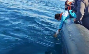 Marinha e Zoomarine devolvem ao oceano duas tartarugas recuperadas