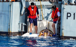 Tartaruga Molly regressa ao oceano após reabilitação no Zoomarine