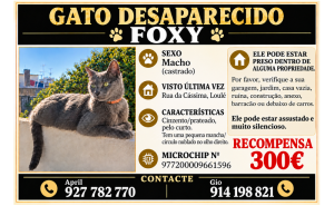 GATO DESAPARECIDO EM LOULÉ: FAMÍLIA APELA À AJUDA DA POPULAÇÃO