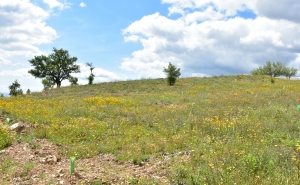 ANP|WWF E CÂMARA DE LOULÉ JUNTAS EM PROJETO PARA ALDEIAS RESILIENTES AOS INCÊNDIOS