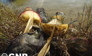 Silves: Apreensão de 19 nassas utilizadas em pesca ilegal