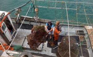 NOVA EDIÇÃO DO PROGRAMA «VAMOS LIMPAR TERRA E MAR» RECOLHE 500 KG DE RESÍDUOS EM ALBUFEIRA