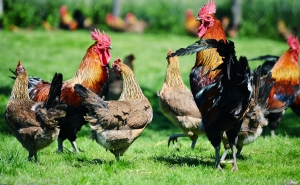 Registo de capoeiras de aves é obrigatório mas nem sempre cumprido