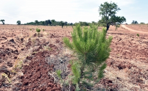 LOULÉ PROMOVE SEMANA DA ÁGUA E DAS FLORESTAS 2024