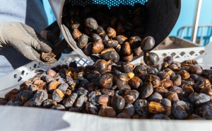 O verão de São Martinho celebra-se em Quarteira