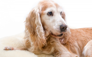 LOULÉ PROCURA O CÃO MAIS IDOSO DO CONCELHO