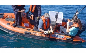 Zoomarine Algarve devolve seis tartarugas juvenis ao oceano com apoio da Marinha Portuguesa