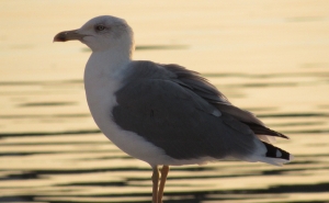 Gripe das aves detetada em gaivotas em Aveiro e Faro