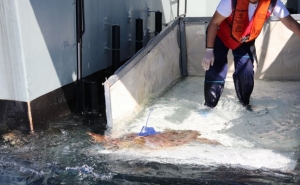 Zoomarine participa em estudo internacional que acompanha tartarugas marinhas numa das fases mais misteriosas da sua vida