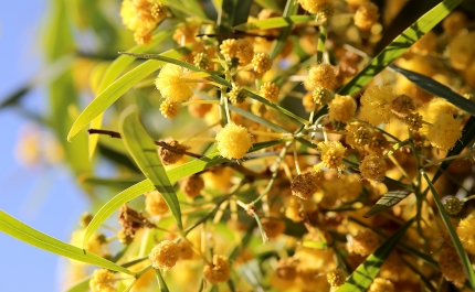 Universidade de Coimbra convida cidadãos-cientistas a mapearem plantas invasoras