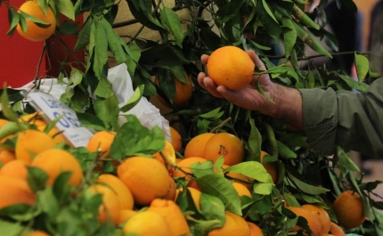 Mercado da Avenida S. João de Deus volta a dedicar semana à laranja do Algarve