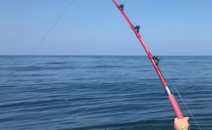 Pescadores lúdicos pedem levantamento de restrições à pesca do sargo