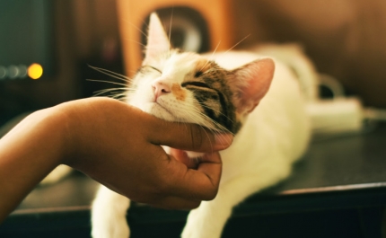 Tens animais de estimação? As regras para poderem viver num condomínio