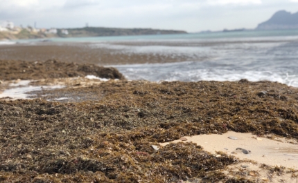 Alga asiática que invade costa algarvia prejudica ecossistemas
