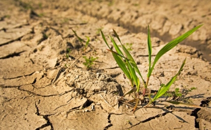Algumas regiões do Baixo Alentejo e Algarve em seca severa