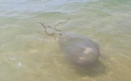 Medusa-tambor avistada nas praias do Algarve não deve ser tocada 
