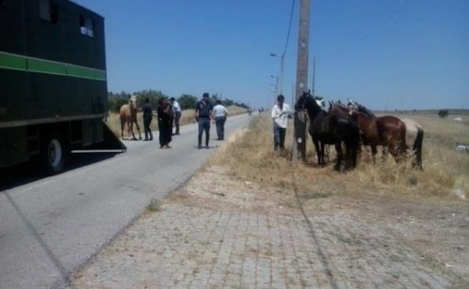 Olhão apreende 9 cavalos desde entrada em vigor de novo regulamento municipal