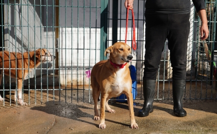 Olhão na lista dos concelhos que mais esterilizam animais de companhia