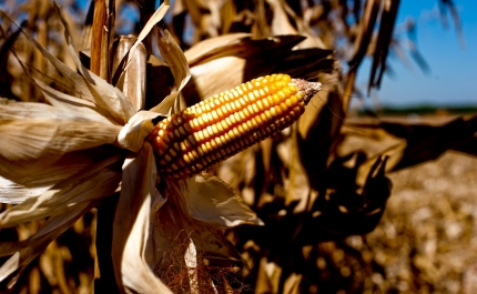 Ucrânia: Invasão põe alimentos com preços recorde e ameaça crise mundial