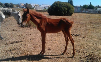 Mais de vinte pessoas manifestam-se em defesa de cavalos mal tratados em Lagoa