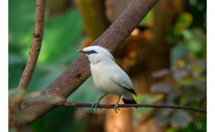 Mainá de Bali - nascimento de cria de espécie ameaçada