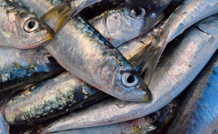 GNR apreende mais de uma tonelada de sardinha na lota de Portimão
