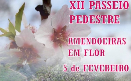 Passeio Pedestre convida a ver Amendoeiras em Flor