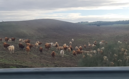 Ministro da Agricultura chamado à AR sobre língua azul e quotas de pesca